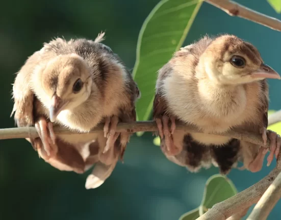baby peacock