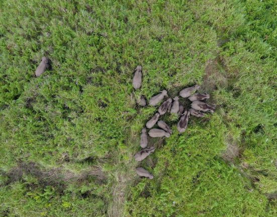 Choosing Anti-Bird Netting Over Traditional Bird Control