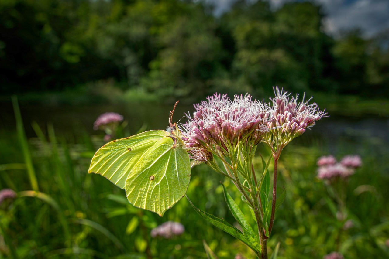 Blooming With Laughter The Best Flower Puns To Brighten Your Day 