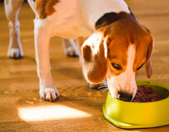 Navigating Canine Food Allergies: A Comprehensive Guide for UK Pet Owners