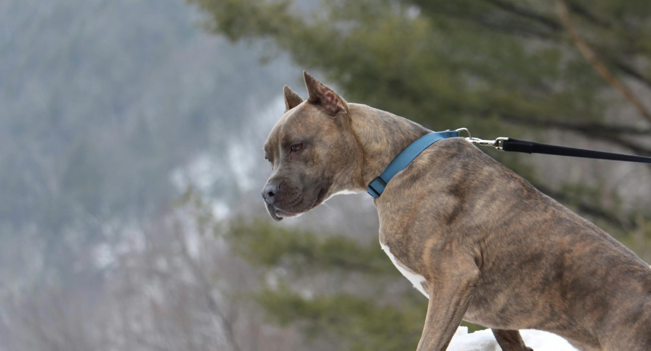 Pitbull