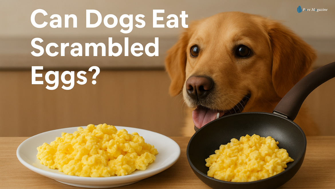 can dogs eat scrambled eggs