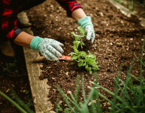 Paecilomyces lilacinus
