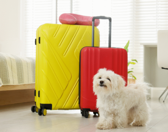 dog friendly hotels new forest