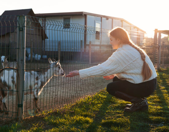 Outdoor Dog Kennel Building
