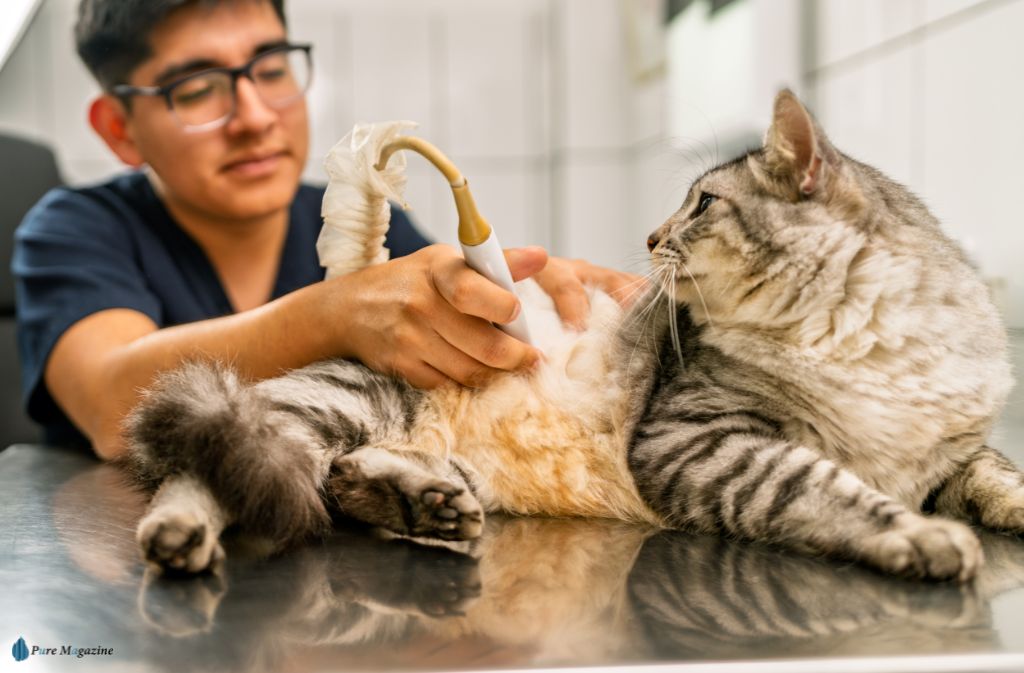 Modern Veterinary Clinics