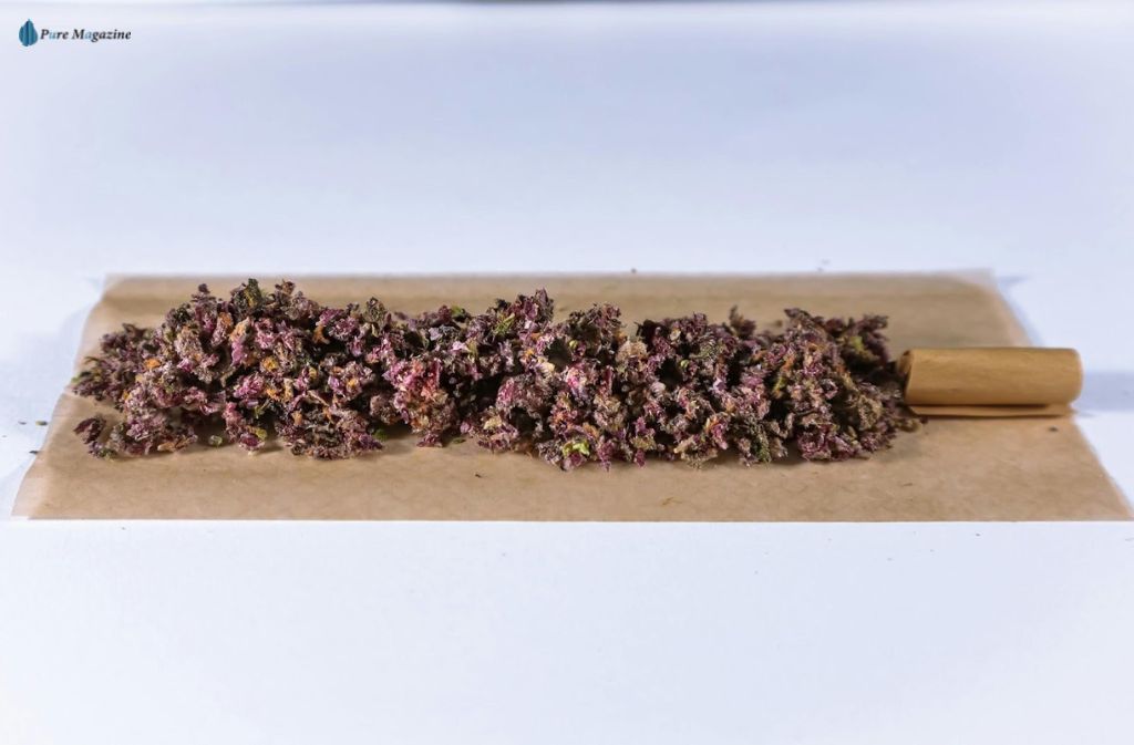 Myths And Realities About Purple Strains