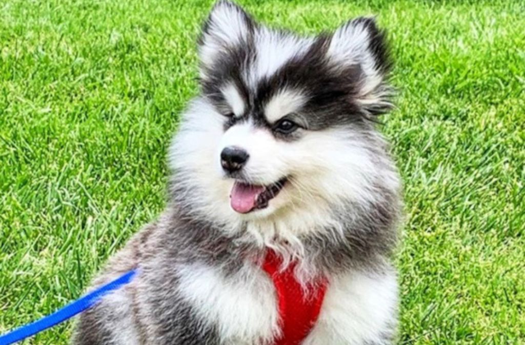 pomerusky dog