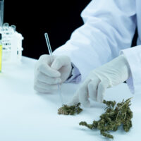 Medical Cannabis