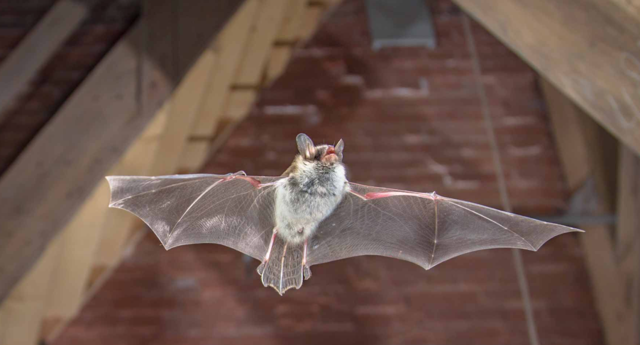 Bat Removal