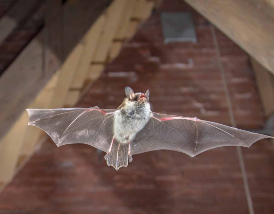 Bat Removal