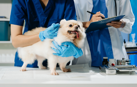 veterinary summer programs for students