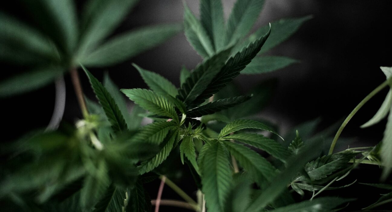 Cannabis