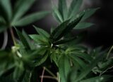 Cannabis