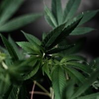 Cannabis