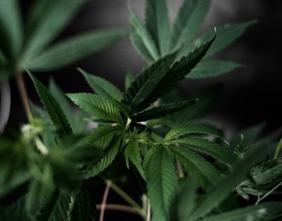Cannabis