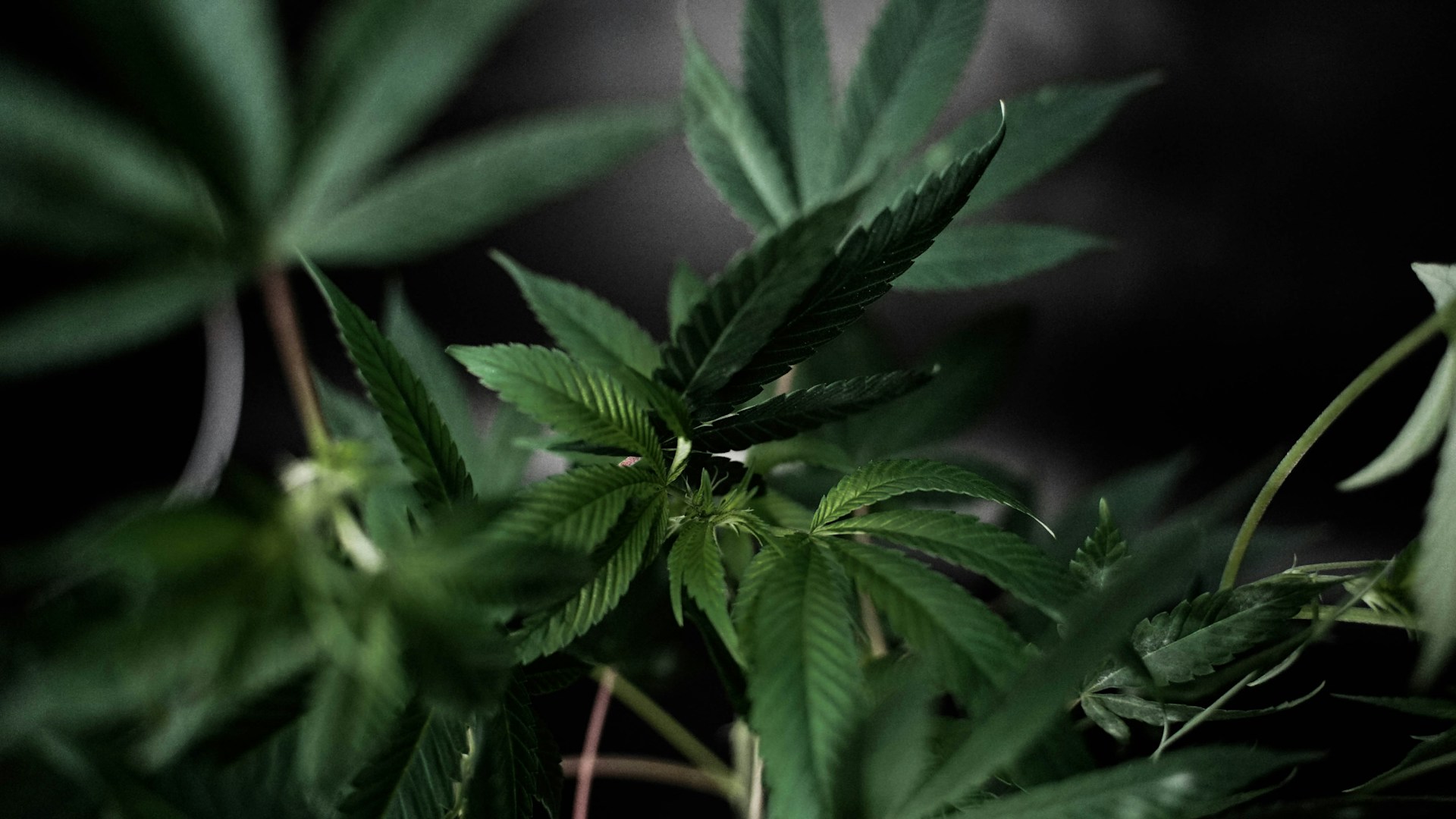 Cannabis