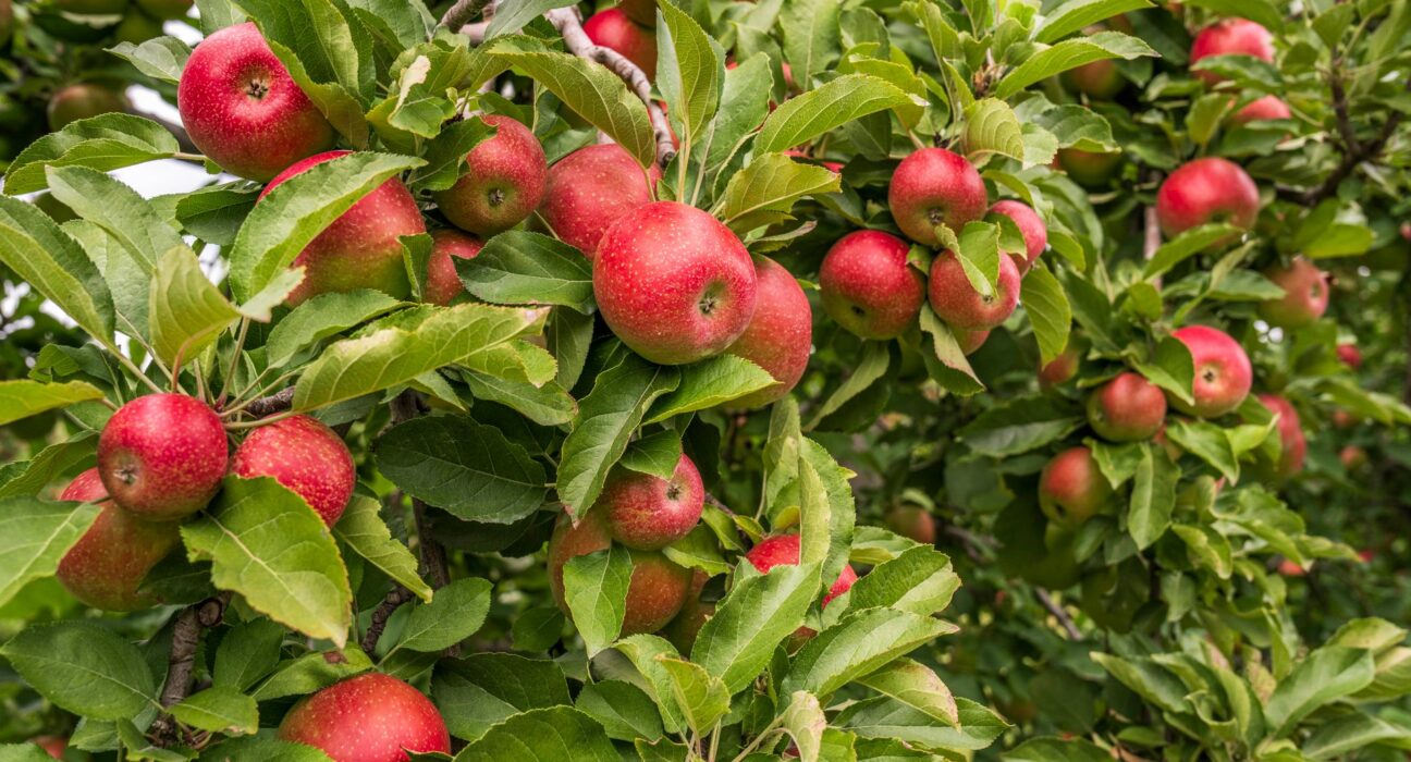 Apple Trees