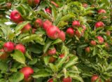 Apple Trees