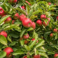 Apple Trees