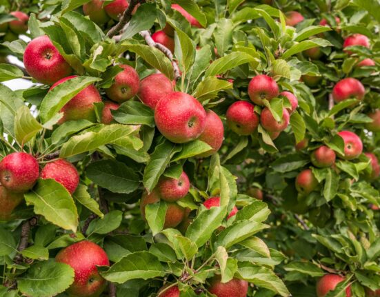 Apple Trees